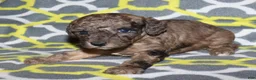 Miniature Poodle dogs for sale: Harlee’s brown Merle male - Ad 21