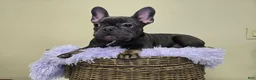 French Bulldog dogs for sale: Reba AKC frenchbulldog  - Ad 3
