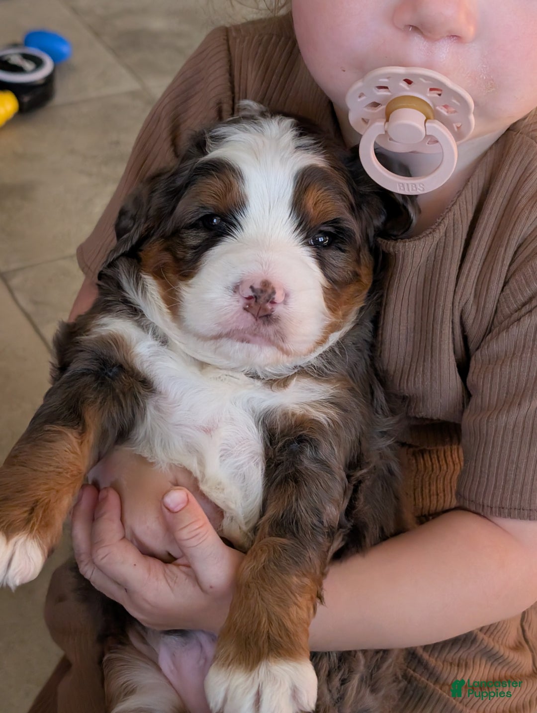 Mini Bernedoodle dogs for sale: Mini Marlo  - Ad 6