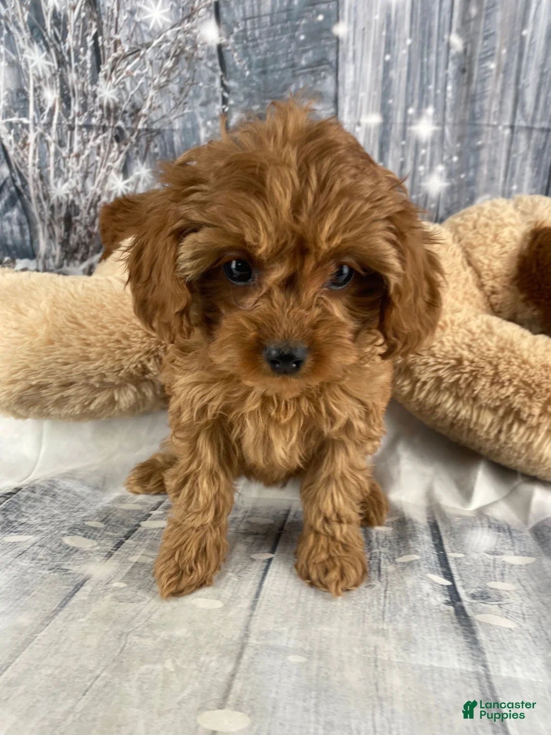 Cavapoo dogs for sale: Pearl - Ad 8