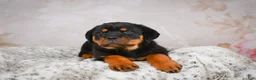 Rottweiler dogs for sale:  Sasha 🐾 - Ad 15