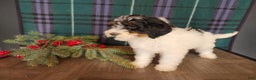 Mini Bernedoodle dogs for sale: Vixon - Ad 14