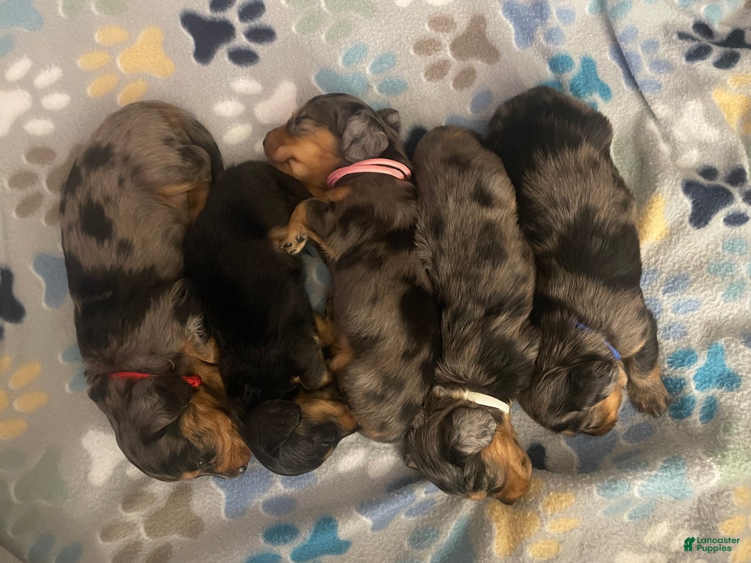 Dachshund dogs for sale: Dachshund Puppy 2 - Ad 3