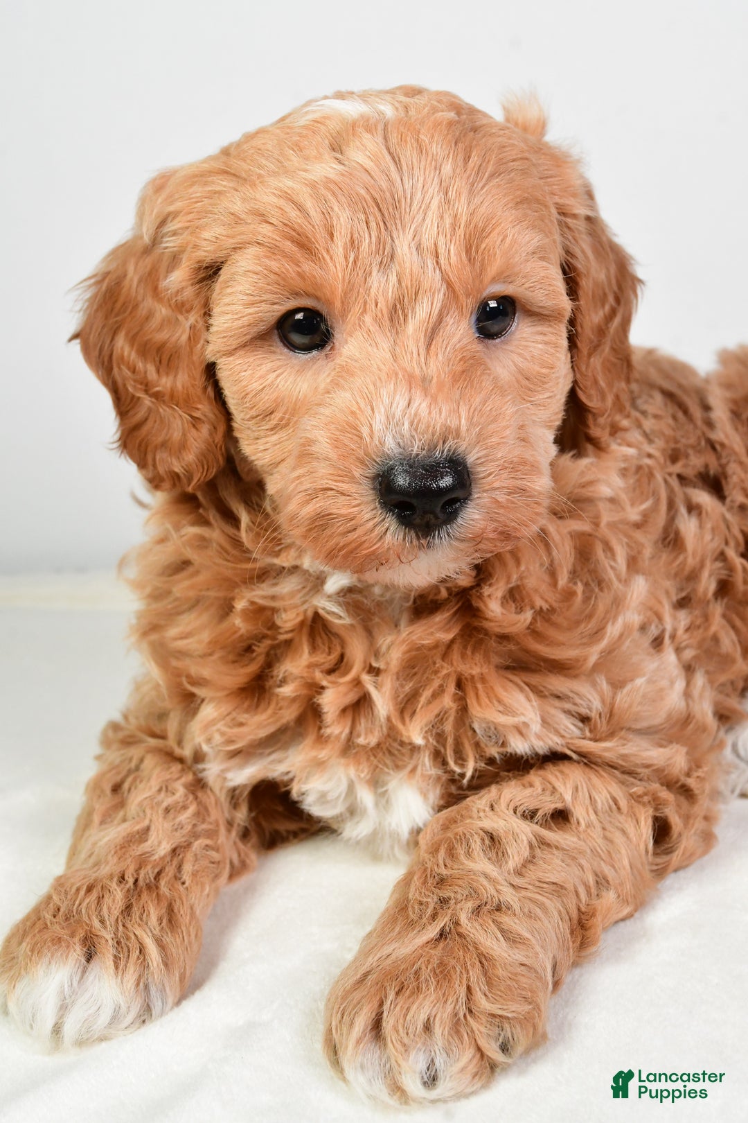 Mini Goldendoodle dogs for sale: Scott - Ad 7