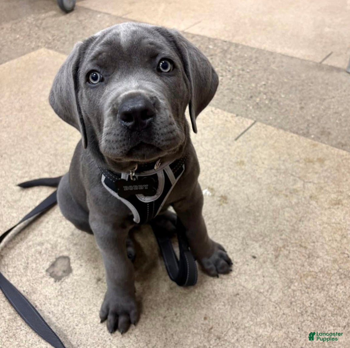 Cane Corso dogs Christ - Ad 1