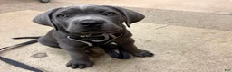 Cane Corso dogs for sale: Christ - Ad 1