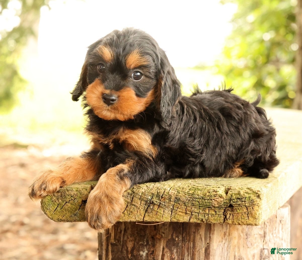 Cavapoo dogs Sasha - Ad 2
