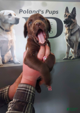 Labrador Retriever dogs Dove - Ad 1