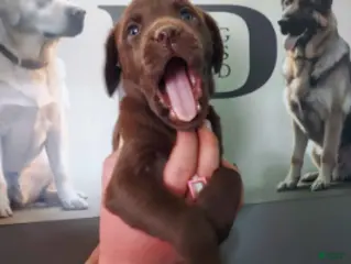 Labrador Retriever dogs for sale: Dove - Ad 1