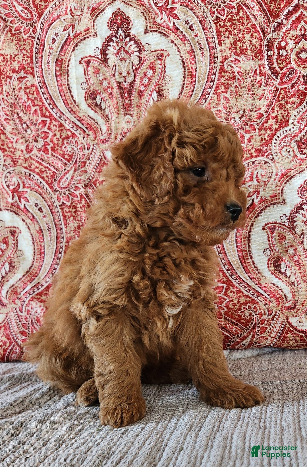 Mini Goldendoodle dogs for sale: Sam - Ad 7