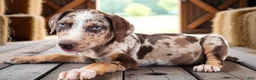 Catahoula Leopard Dog dogs for sale: MS 2026 Female 2 - Ad 6