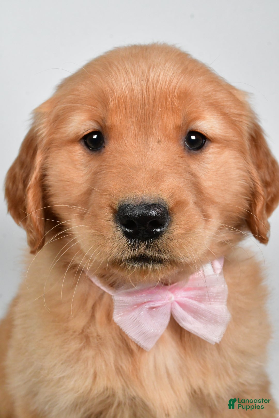 Golden Retriever dogs for sale: Lexie - Ad 6
