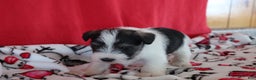 Miniature Schnauzer dogs for sale: tina - Ad 3