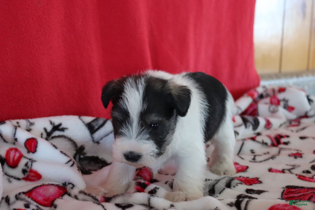 Miniature Schnauzer dogs for sale: tina - Ad 3