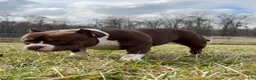 American Bully dogs for sale: Chocolate Po - Ad 3