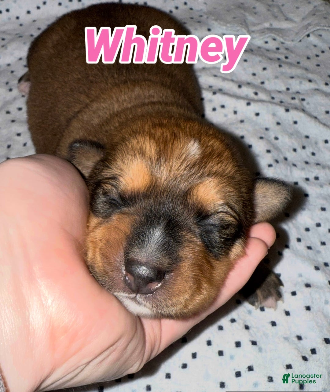 Mixed Breed dogs for sale: Whitney - Ad 1