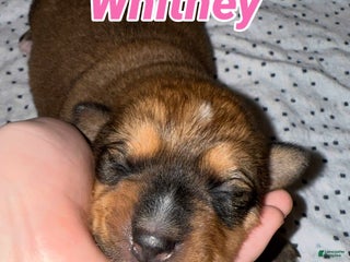 Mixed Breed dogs Whitney - Ad 11