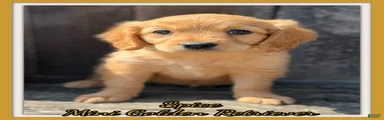 Spice Female Mini Golden Retriever