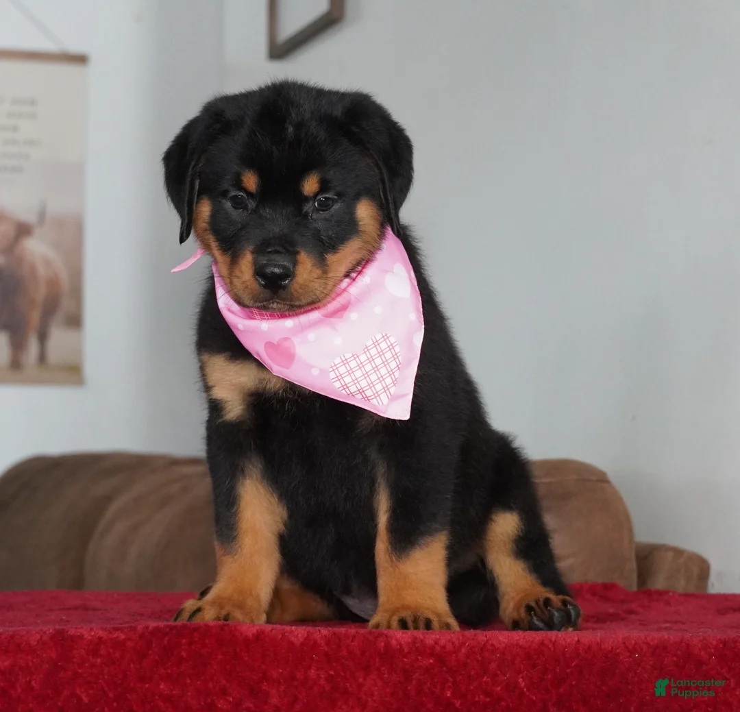 Rottweiler dogs for sale: Bella - Ad 1