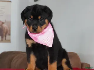 Rottweiler dogs Bella - Ad 39