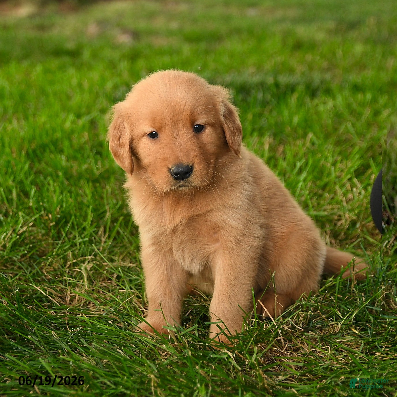 Golden Retriever dogs Chanelle - Ad 2
