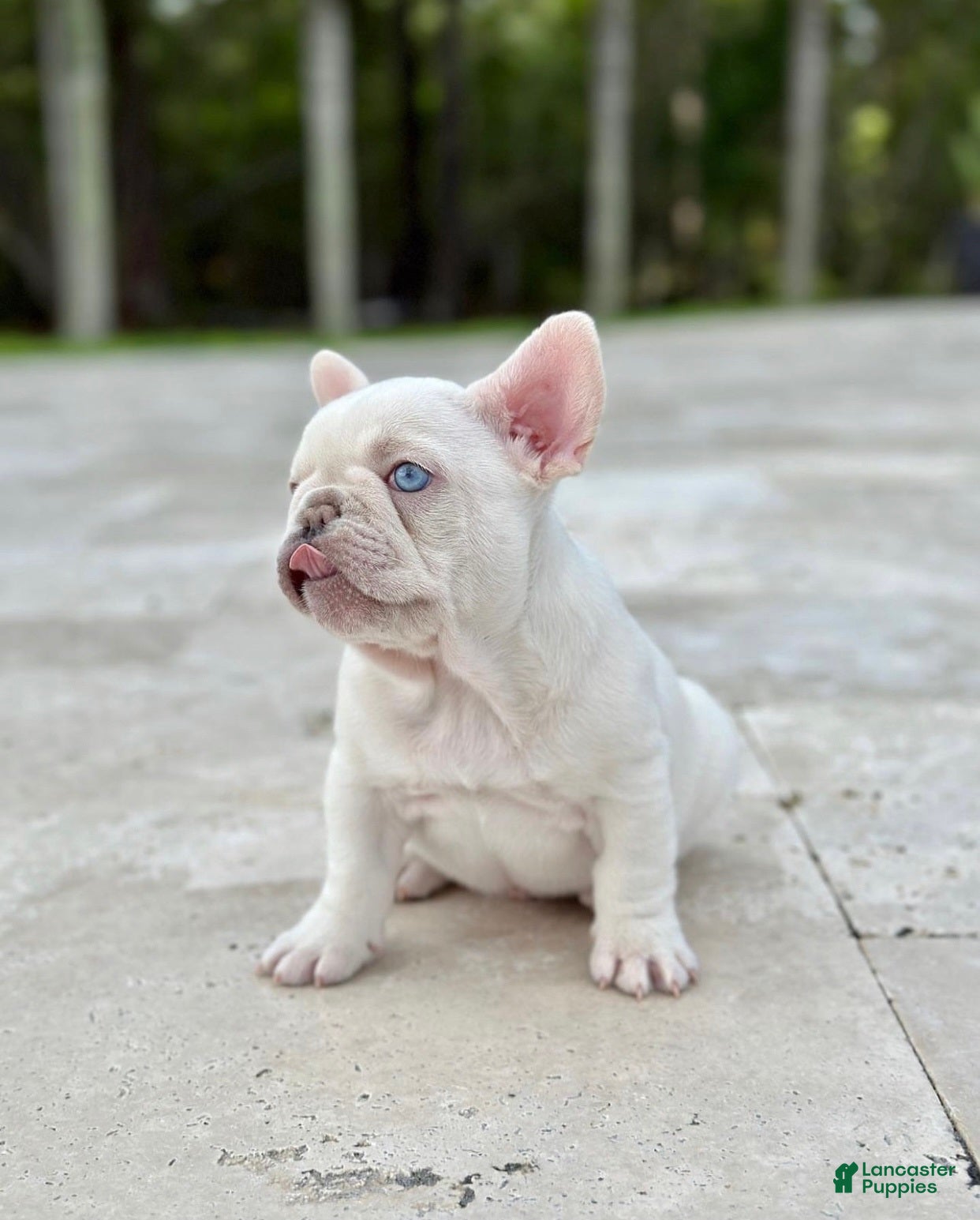 French Bulldog dogs for sale: Emma - Ad 1