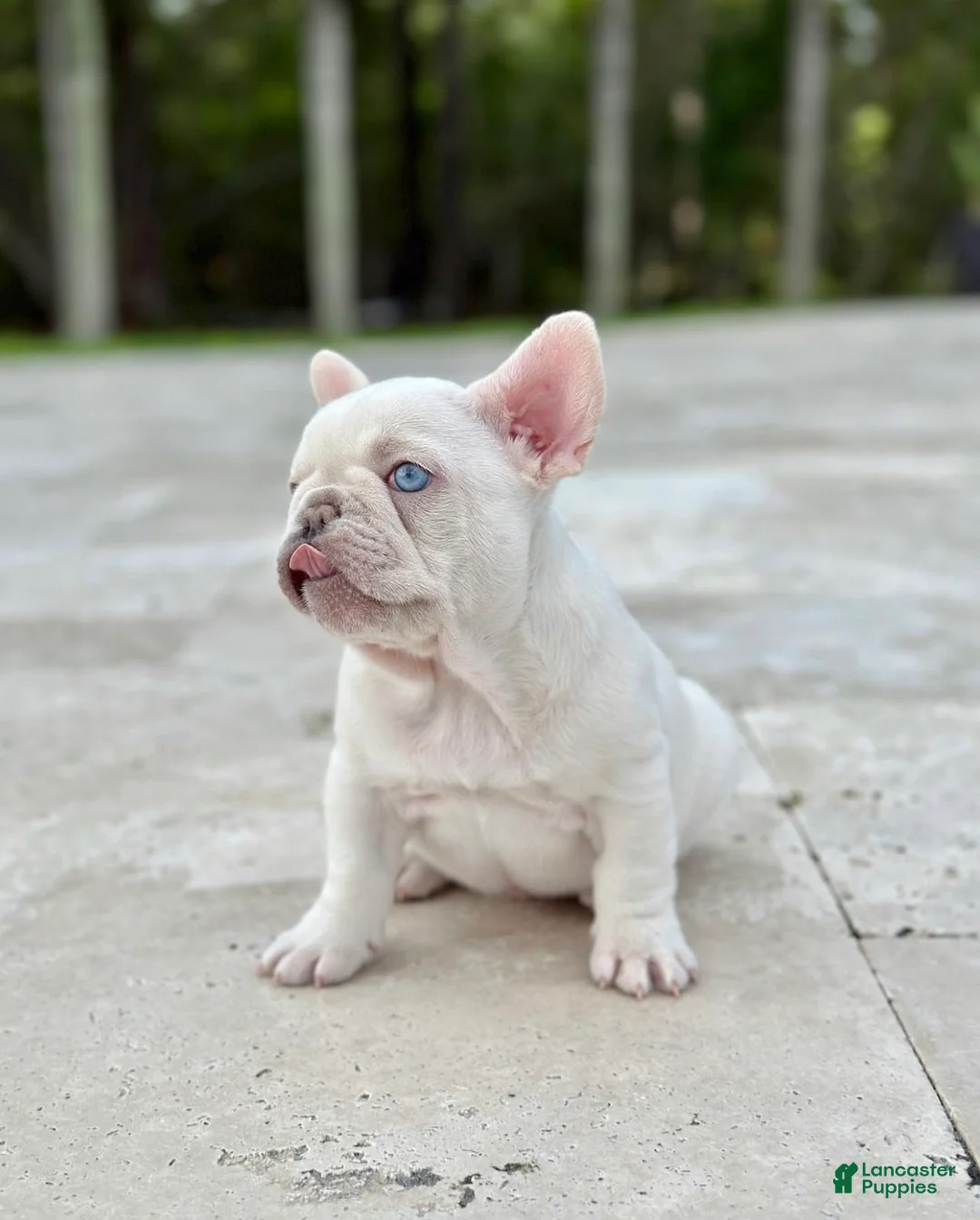 French Bulldog dogs for sale: Emma - Ad 1