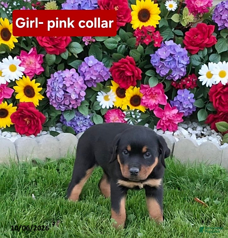 Rottweiler dogs Remi - Ad 2