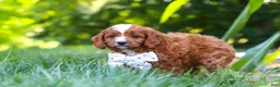 Cavapoo dogs for sale: Jayce - Ad 3