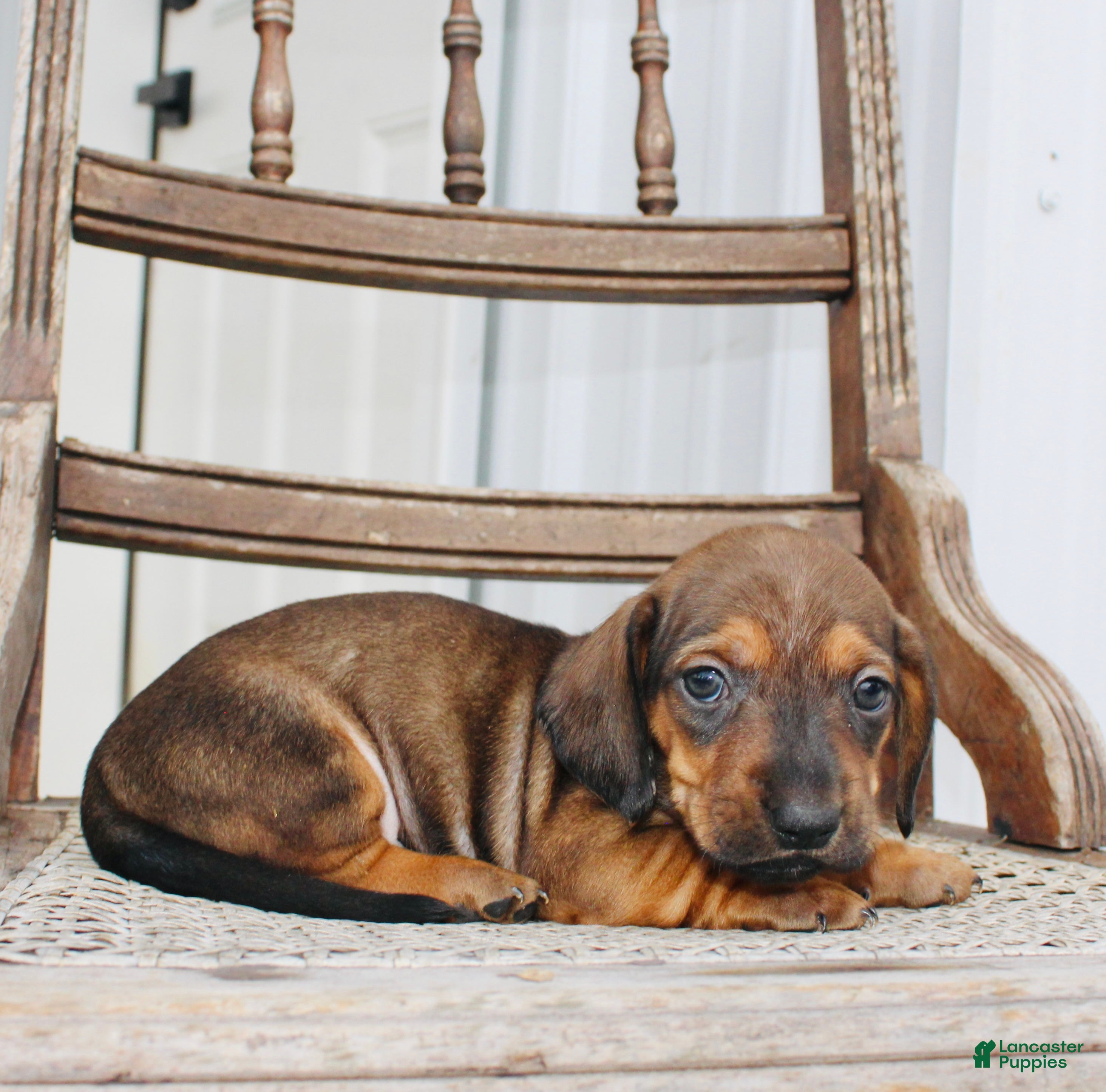 Miniature Dachshund dogs for sale: Avery - Ad 3