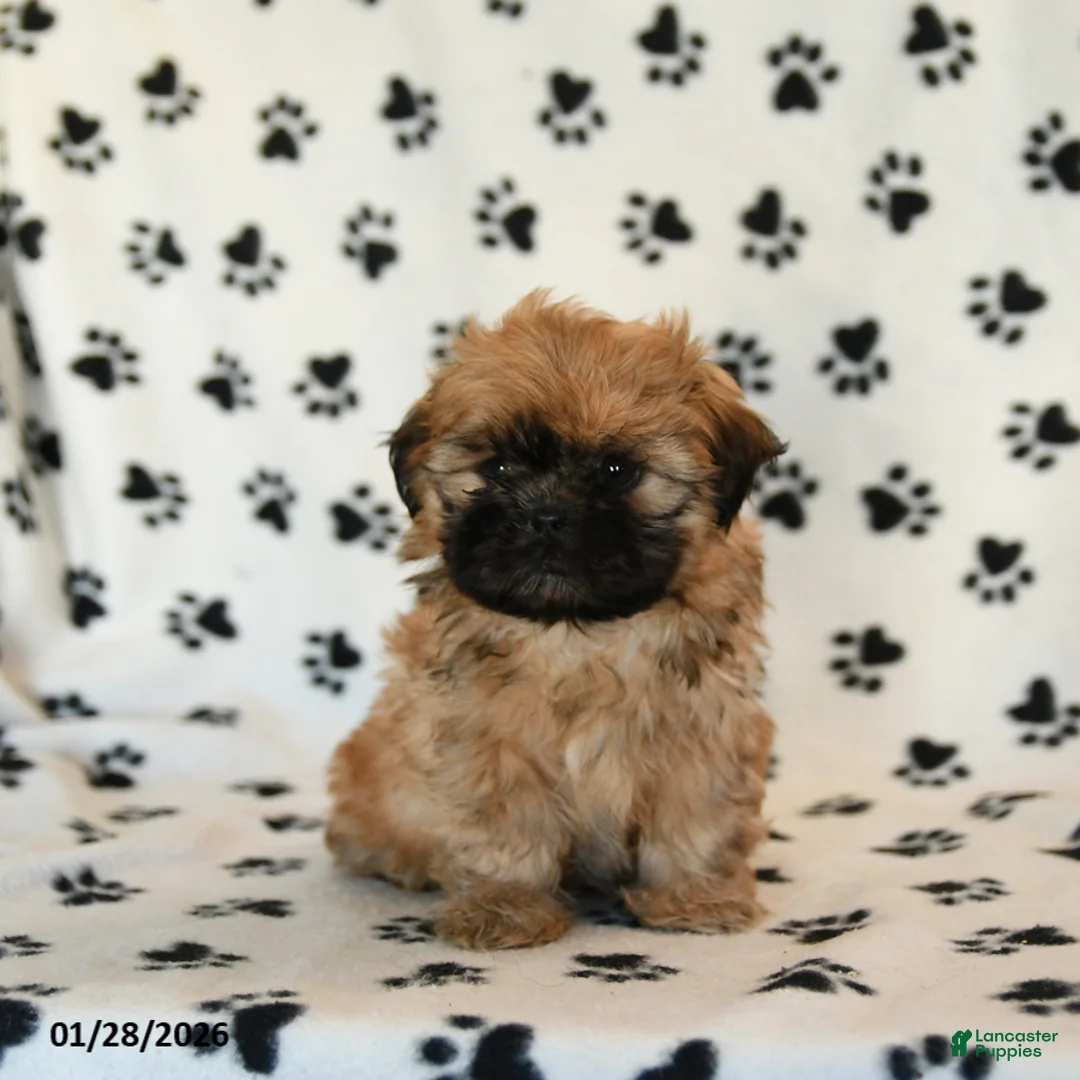 Shih Tzu dogs for sale: Oberon - Ad 4