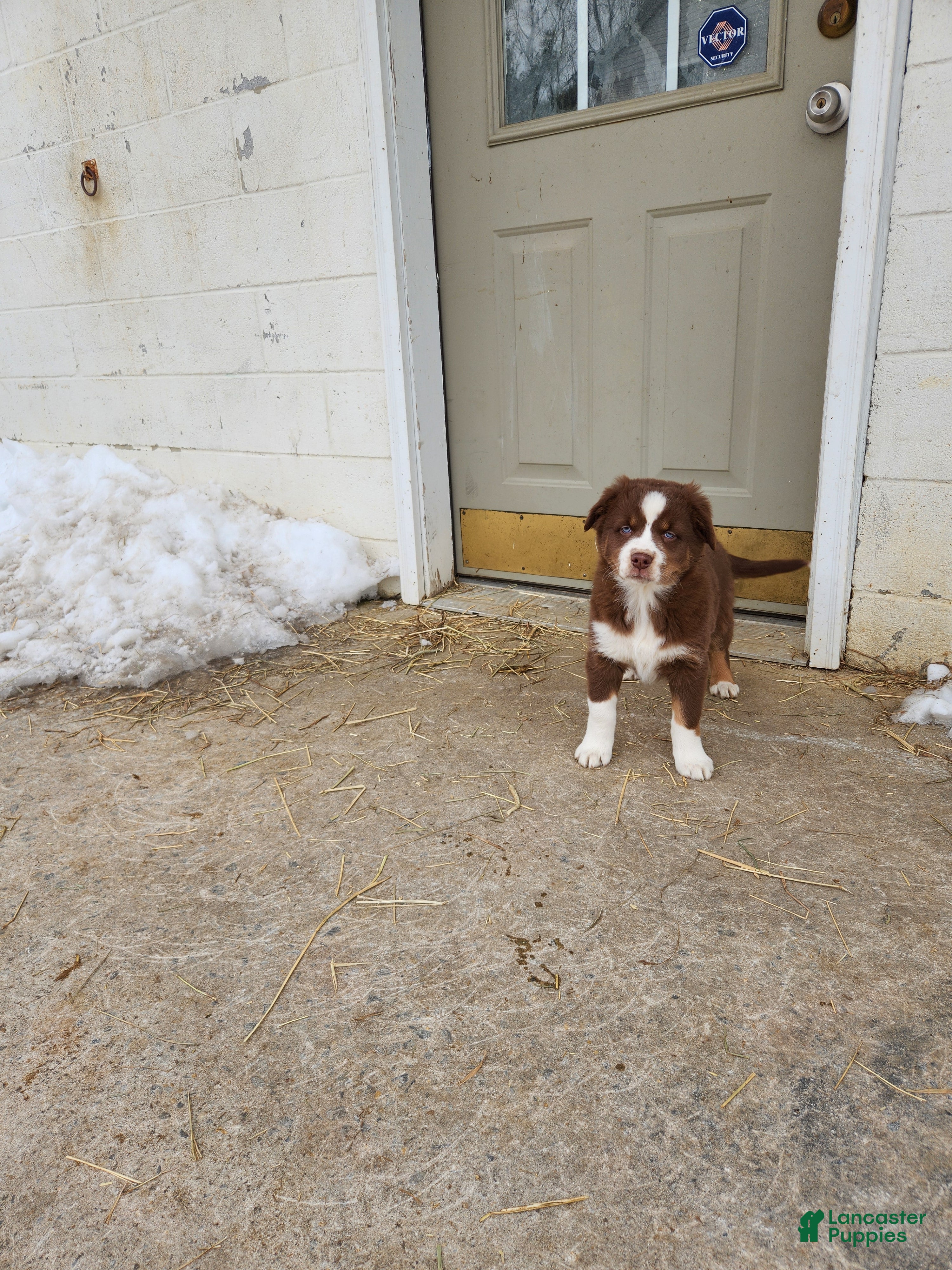 Australian Shepherd dogs Princess - Ad 39