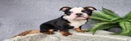 English Bulldog dogs for sale: Easton - Ad 15