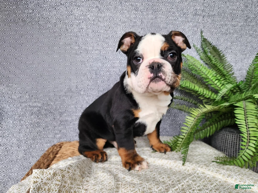 English Bulldog dogs for sale: Easton - Ad 15