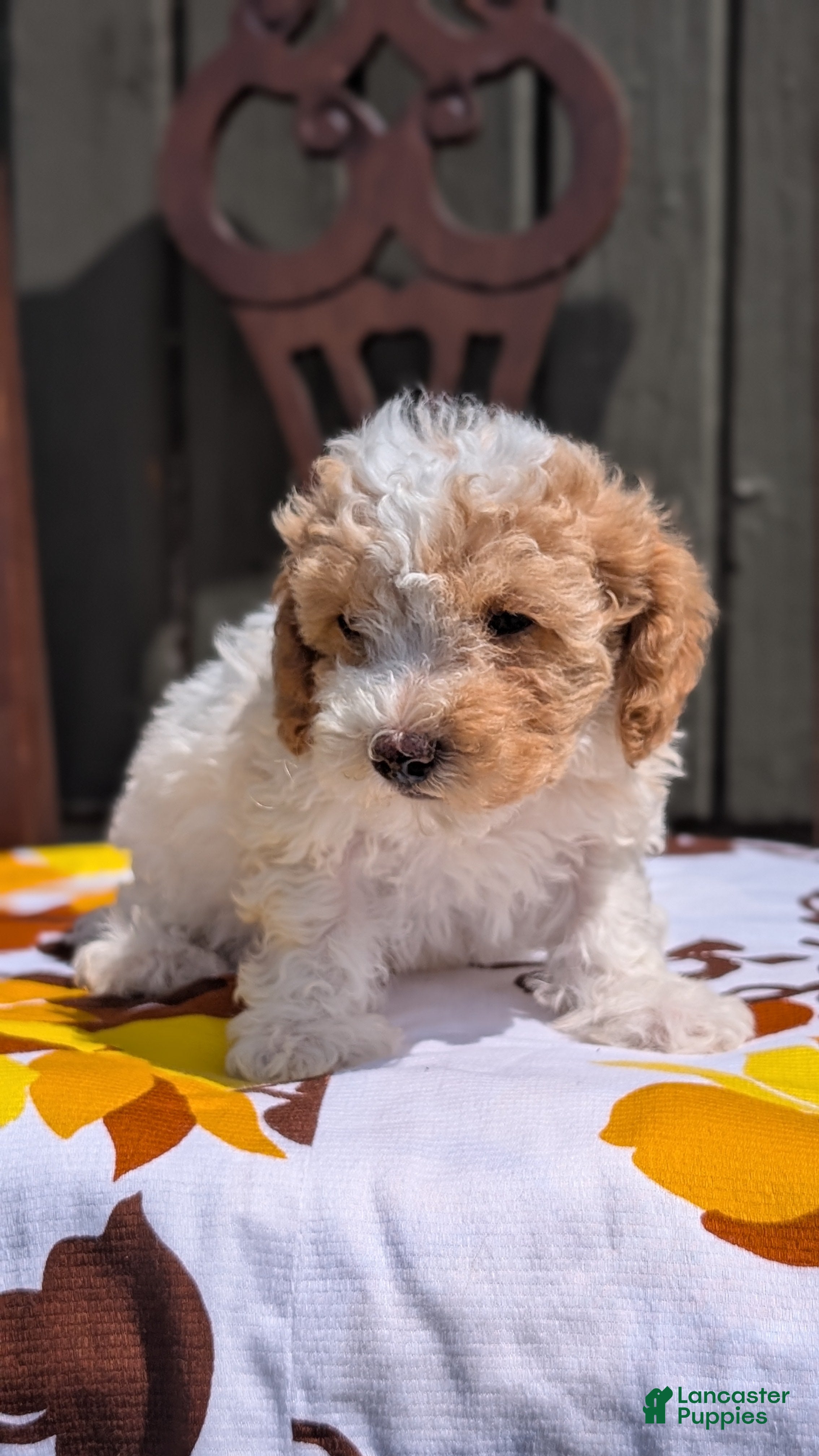 Miniature Poodle dogs Romeo - Ad 2