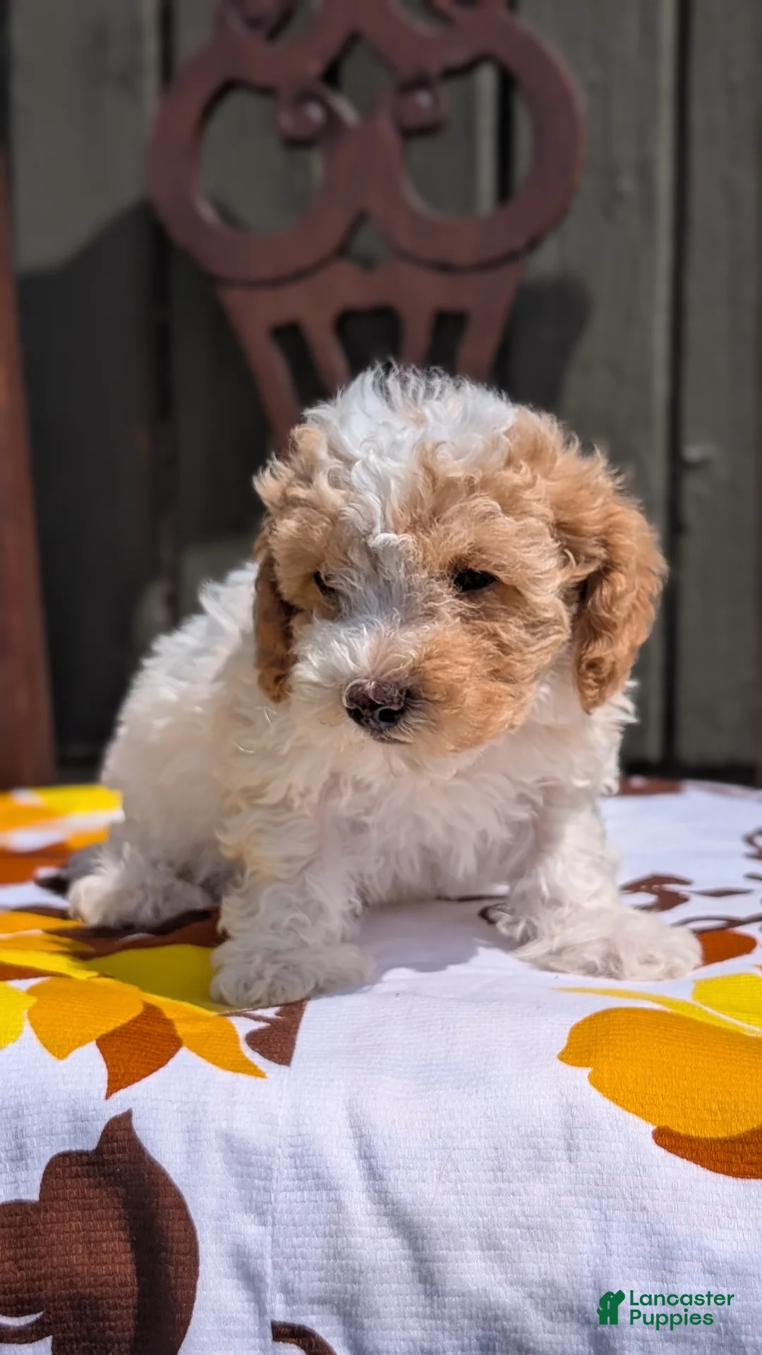 Miniature Poodle dogs for sale: Romeo - Ad 2