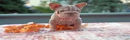 French Bulldog dogs for sale: Sansa - Ad 3