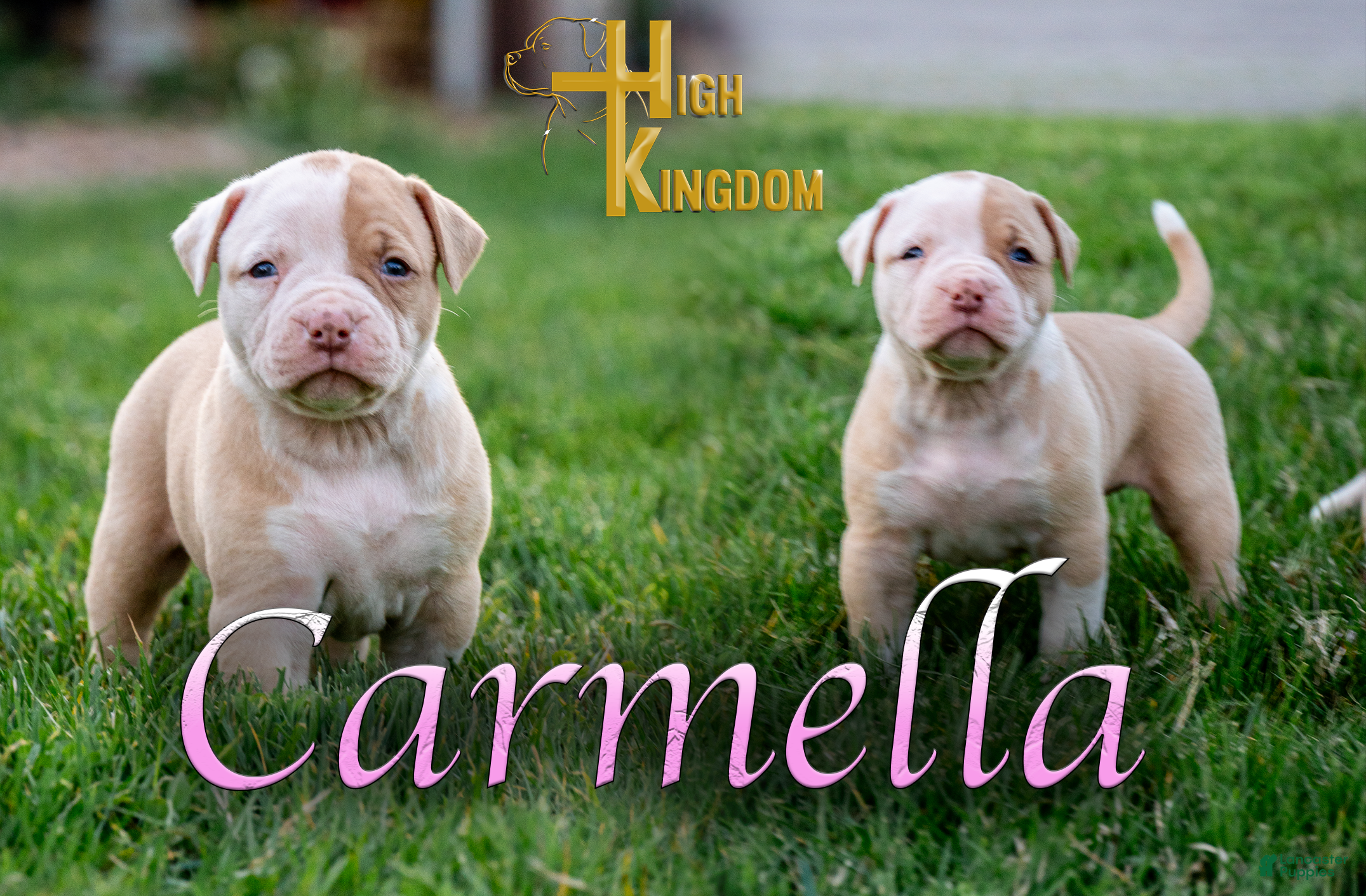 American Bulldog dogs Carmella  - Ad 1