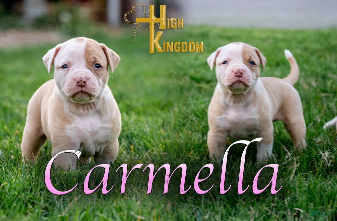 American Bulldog dogs for sale: Carmella  - Ad 1