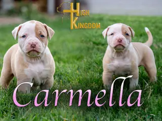 American Bulldog dogs for sale: Carmella - Ad 4