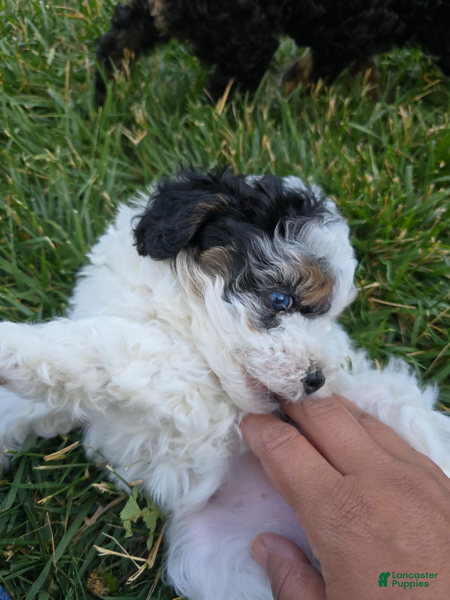 Miniature Poodle dogs Luna - Ad 22