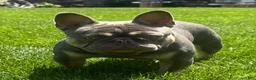 French Bulldog dogs for stud: Rylo - Stud Hire - Ad 2