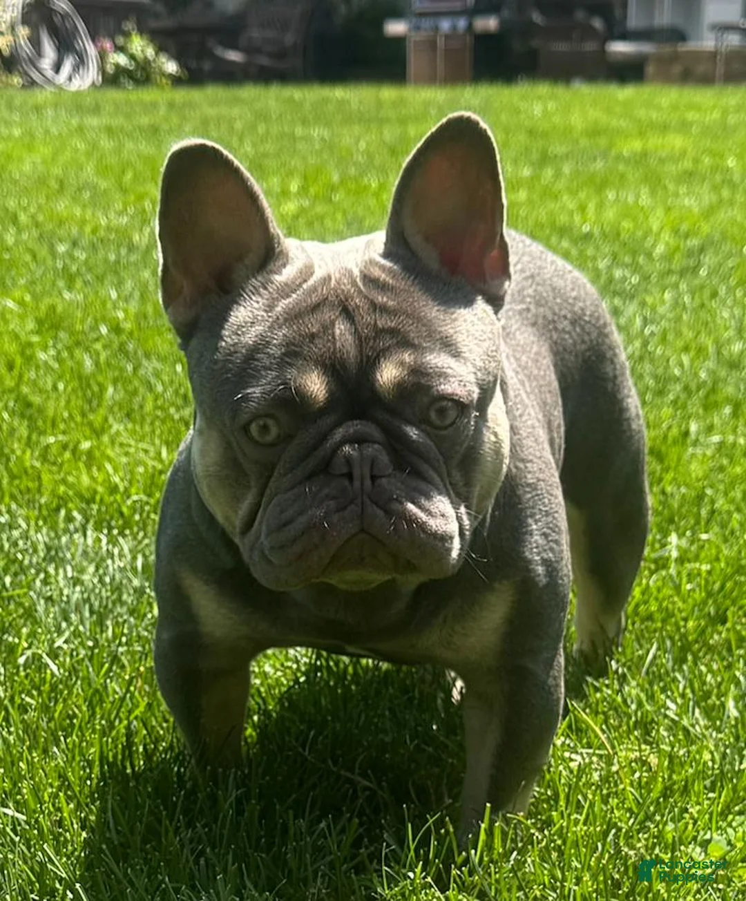French Bulldog dogs for stud: Rylo - Stud Hire - Ad 2