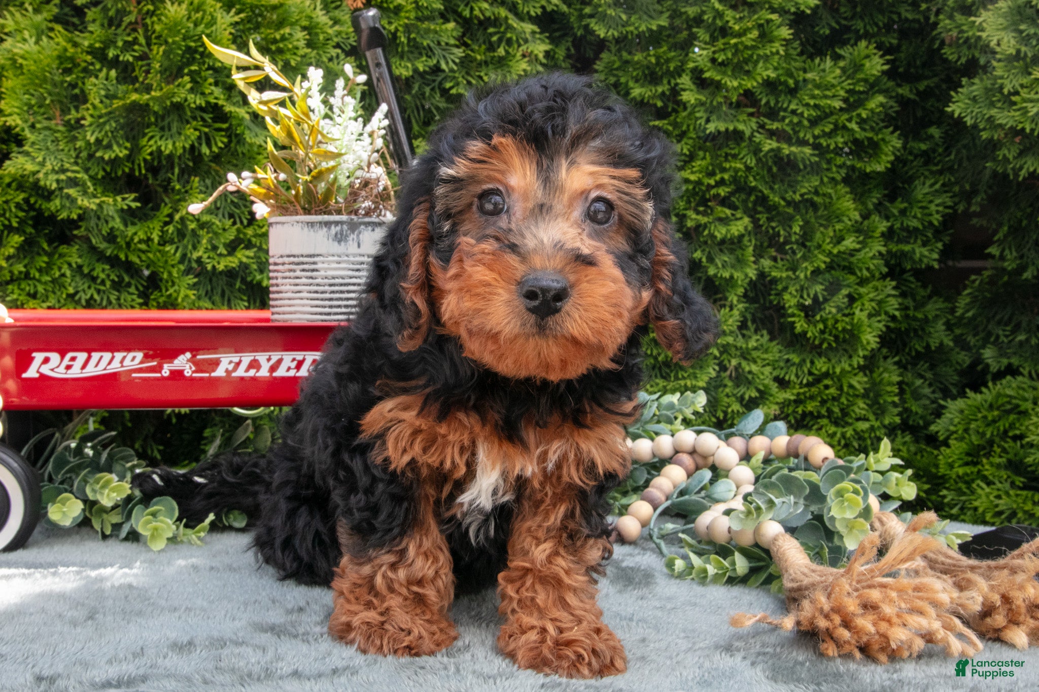 Shorkie dogs Carol - Ad 1