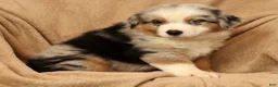 Miniature Australian Shepherd dogs for sale: Jimmy - Ad 7