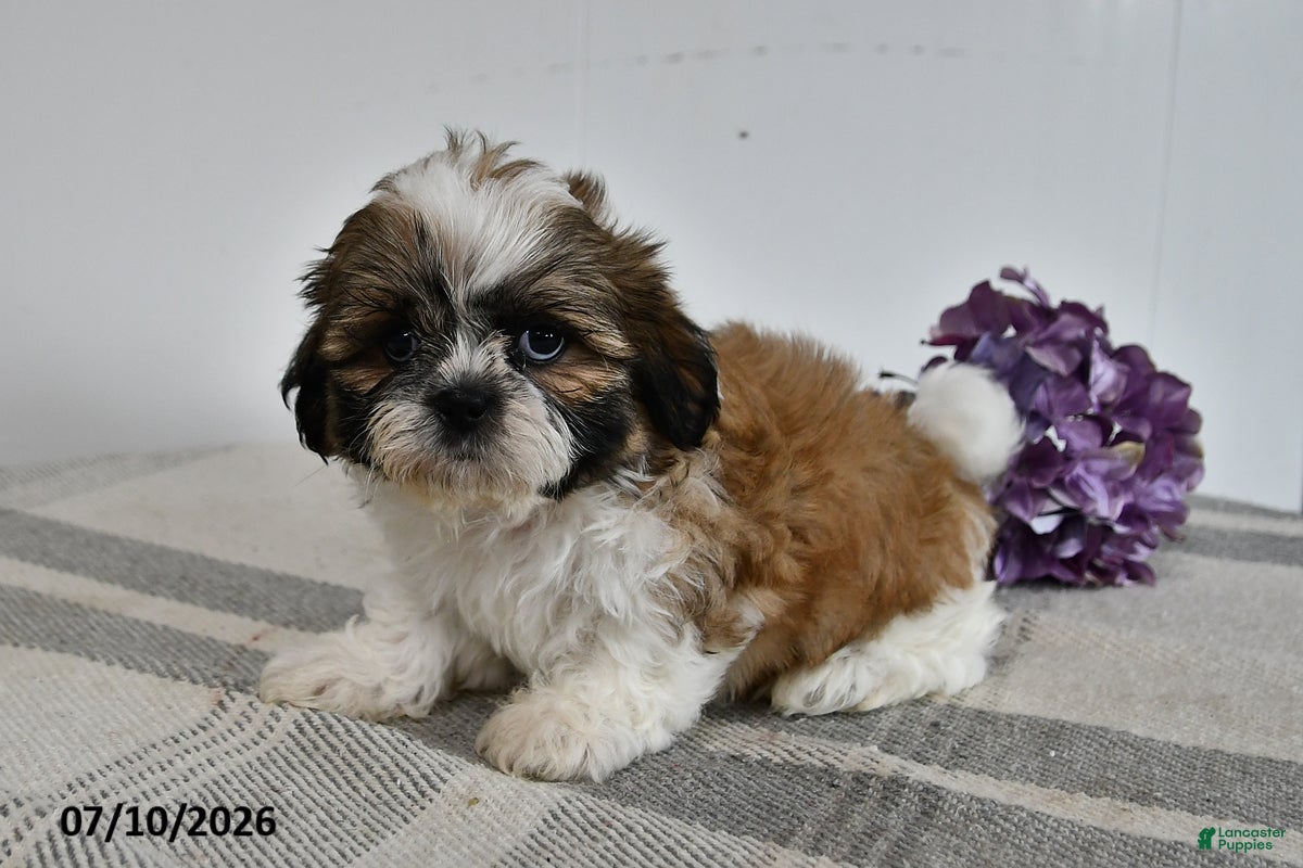 Shih Tzu dogs Cooper - Ad 1
