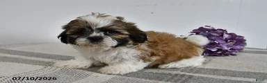 Cooper