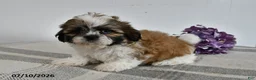 Shih Tzu dogs for sale: Cooper - Ad 1