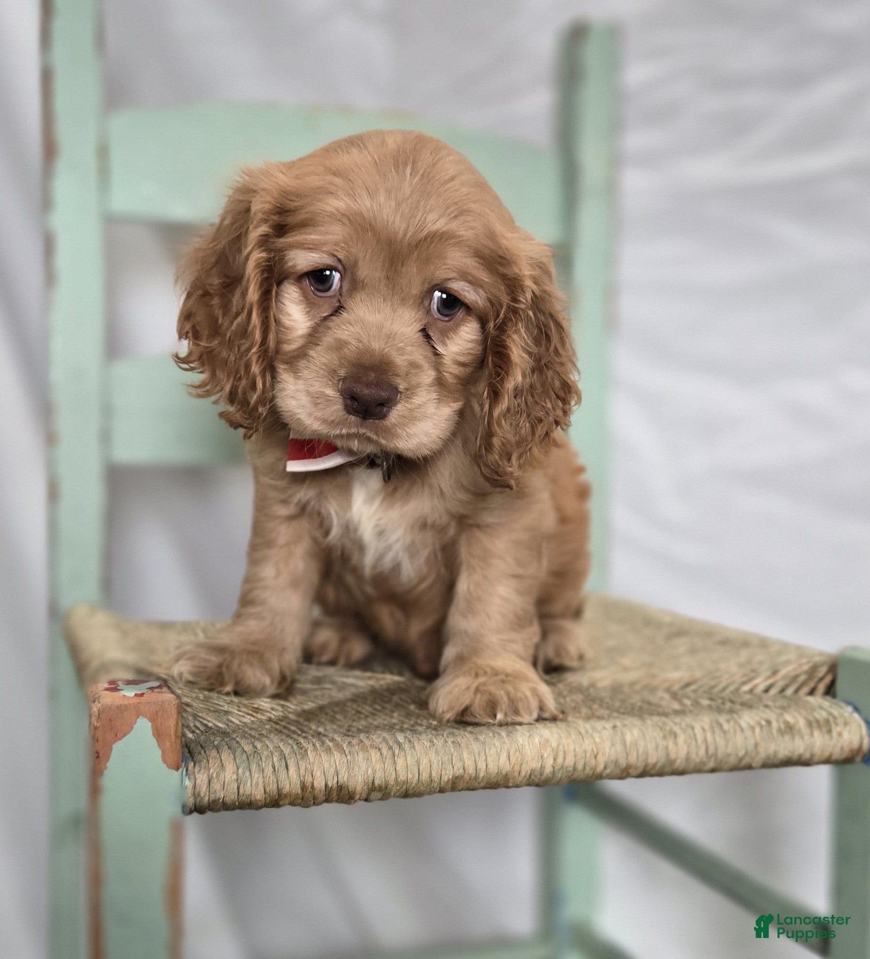 Cocker Spaniel dogs Leo - Ad 2