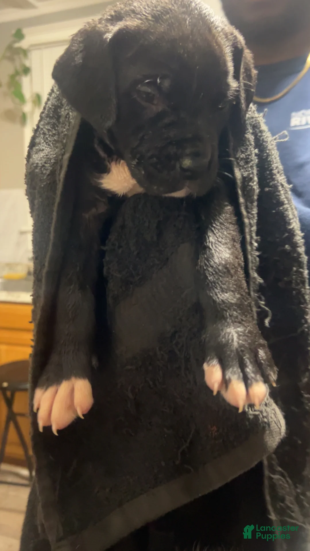 Cane Corso dogs for sale: Cane Corso Puppy 5 - Ad 1